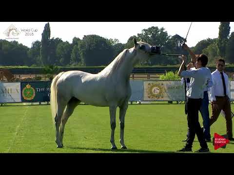 N.34 GALILEAH - Chantilly 2018 AHO World Cup - 4-5 Years Old Mares (Class 4)
