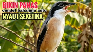 Download lagu toet toet suara cendet gacor PAGI SIANG SORE sangat efektif buat Pancingan cendet diam agr cpt bunyi mp3