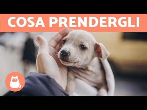 Di cosa HA BISOGNO un CUCCIOLO? 🐶❤️ (10 Cose Essenziali)