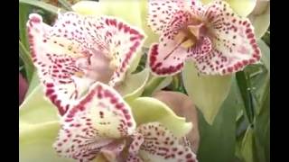 Flower Fields in Carlsbad, California; there's more to see