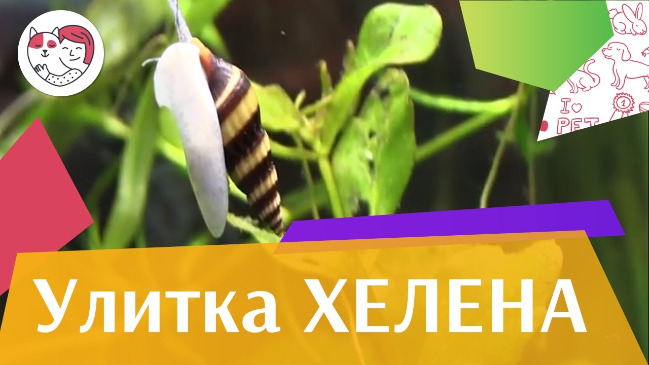 5 особенностей ухода за золотистым ретривером