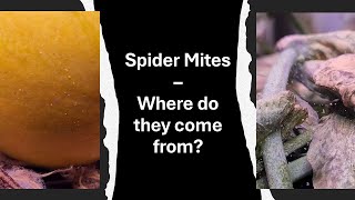 Spider Mites - Where do they come from? A common pest infestation in hydroponics gardening/growing