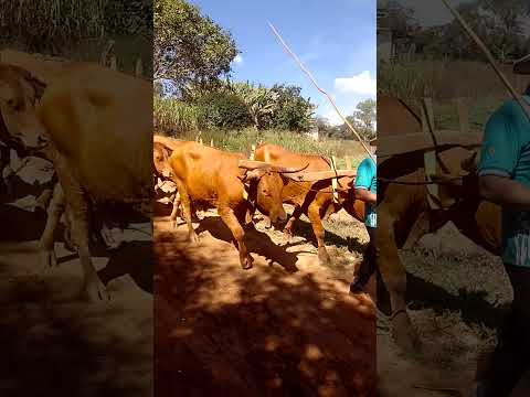 Assista ao vídeo