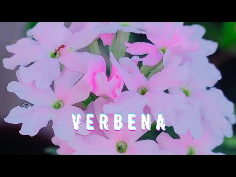 Verbena plant care | Beautiful perennial flowers for the garden