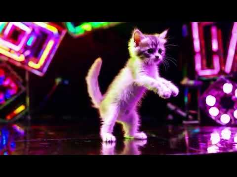 Cat dance challenge! an unusual and unique cat dance