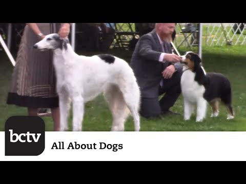 Berks County Kennel Club's Point Show Highlights | All About Dogs - YouTube