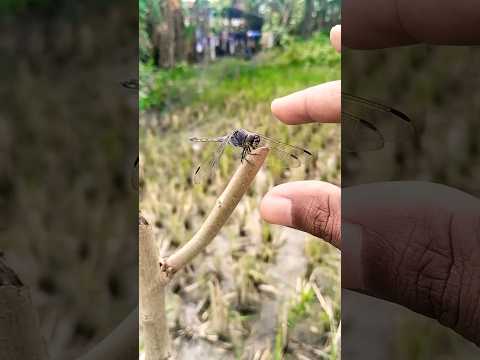 catching purple dragonflies behind the house 🤓 #animals #dragonfly #insects #nature