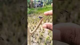 catching purple dragonflies behind the house 🤓 #animals #dragonfly #insects #nature