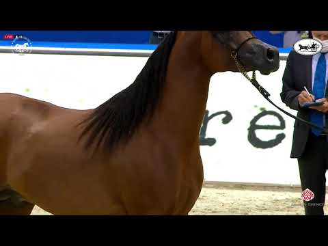 N 160 MUHAB BHM   Dubai International Arabian Horse Championship 2021   Colts 3 Years Old Class 11