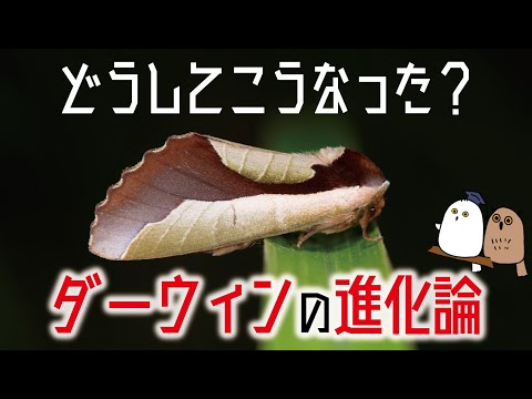 Nuvola アプリの教育言語.svg