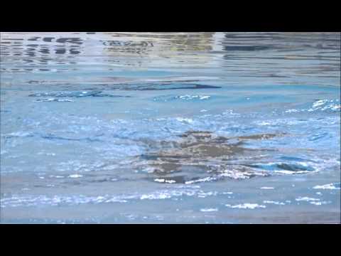 Duet Technical Routine -  Germany - ECC Synchro 2015 | Synchroonzwemmen