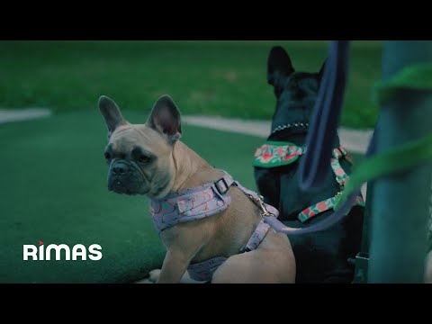 Eladio Carrión - Quizás, Tal Vez (Visualizer) | 3MEN2 KBRN