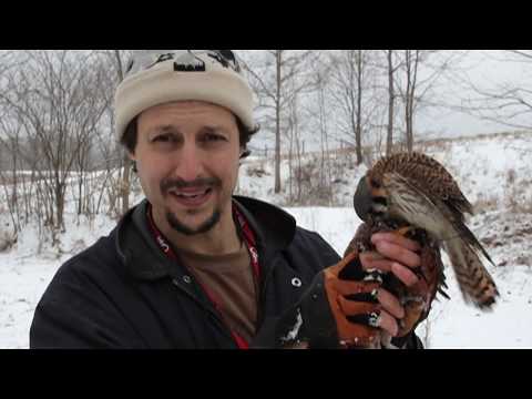 Sport Of Kings - A Short Film About The Life and Times of a Modern Day Falconer