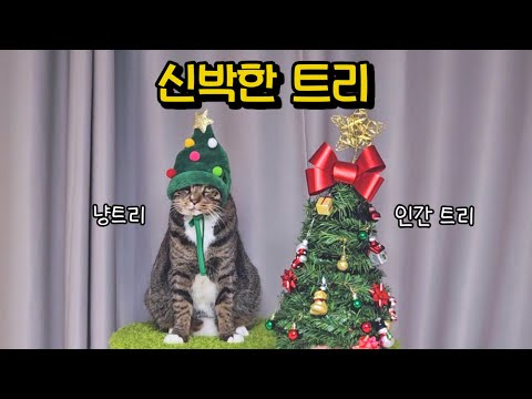 길고양이 시절의 아픈 기억을 좋은 기억으로 채워주고 싶어요