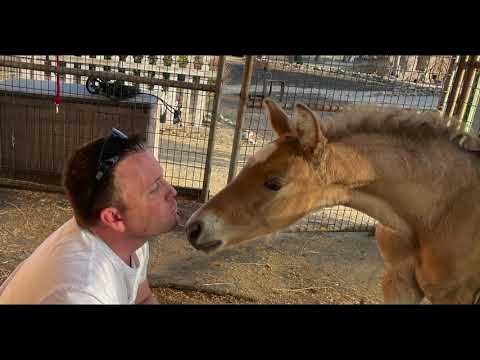 2021 Apollo Double Pearl PRE Andalusian Colt at 3 weeks