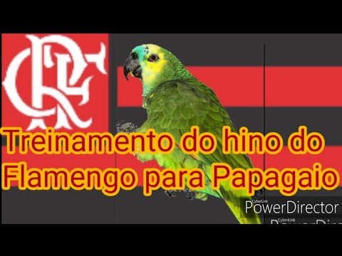 Treinamento, hino do Flamengo para Papagaio