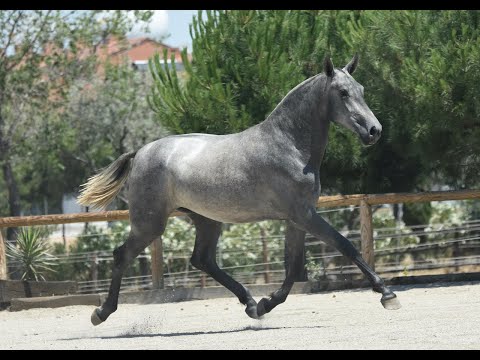 ZAFRA DE SUSAETA - SIRED BY DOBLON-TR - TWO YEARS OLD - ELASTIC MOVEMENTS