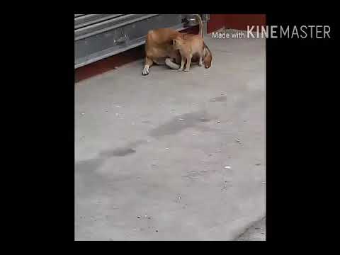 True love about amala dog and a kitten beautiful relationship