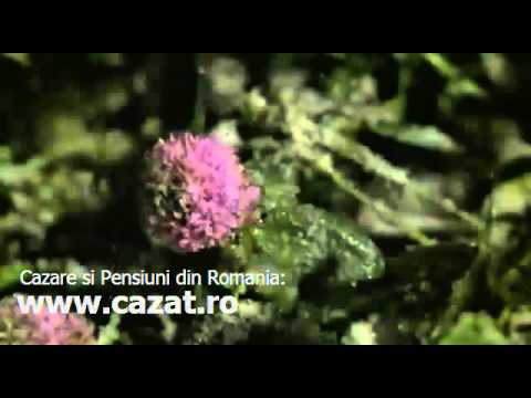 Cazare Jupani, Timis - Cazat.ro