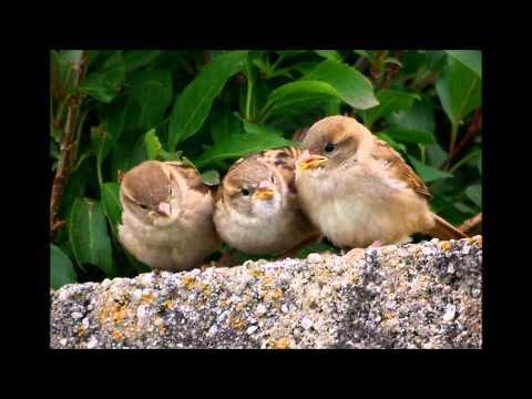 Consider the Lilies by the Hemphills