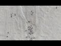 The Ants Go Marching