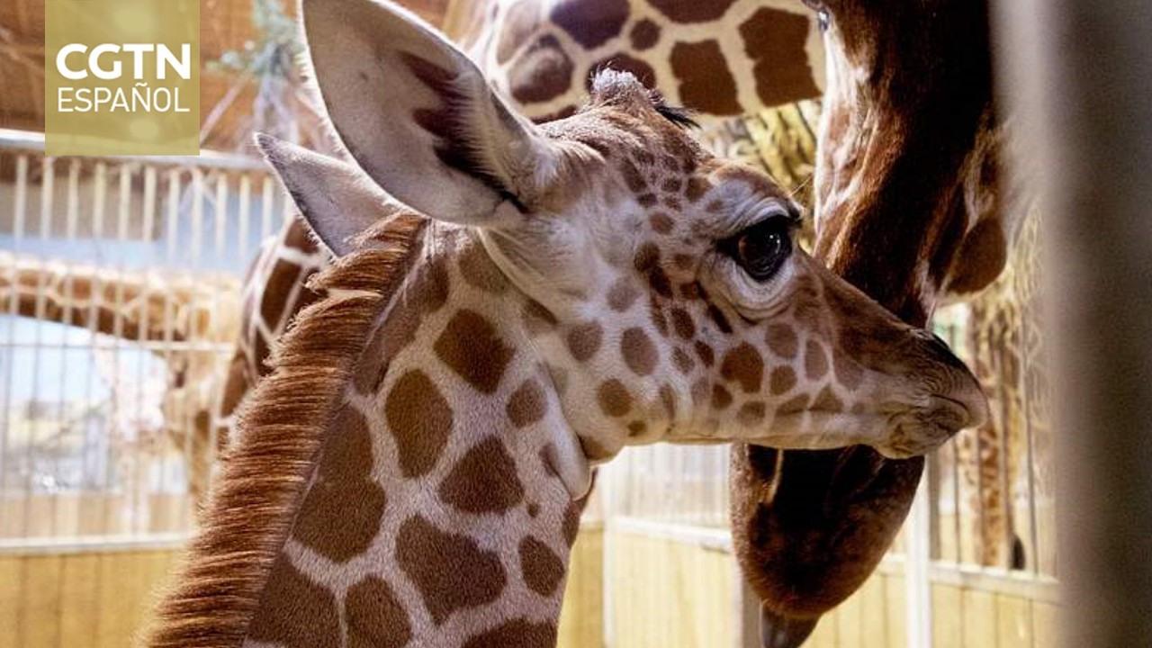 China realiza esfuerzos para cuidado de especies raras en Día de la Protección de los Animales Raros