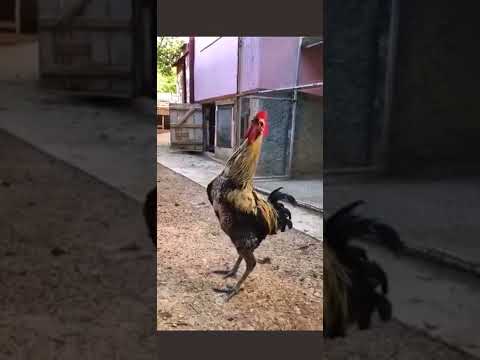 Rooster tired of his job / Kogut zmęczony własną robotą