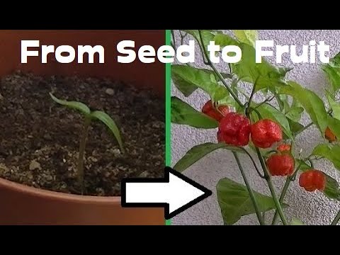 Time Lapse Of Trinidad Moruga Scorpion Pepper Plant Growing