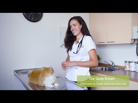 How to take your pet's vitals?
