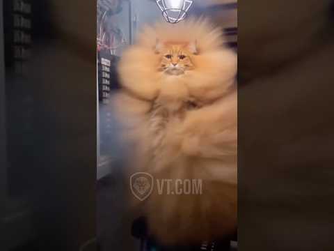 WTF Just Happened!? ⚡🐱