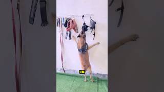 Esse cachorro SURPREENDEU sua dona! 🐕😱