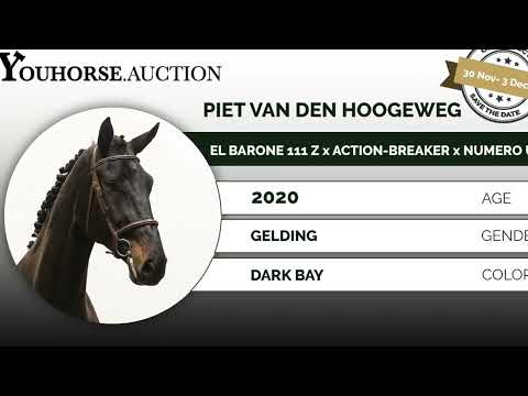 El Barone out of Mother Korrie vd Hoogeweg