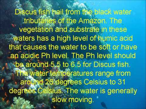Discus Fish - Ideal Fish Tank Conditions For Discus Fish