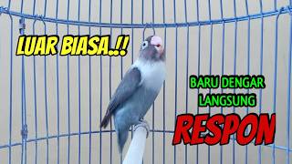 Download lagu DI AWALI SUARA Memanggil Kawan, Lovebird Ngekek Panjang Memancing BUNYI, DENGAR  Langsung NYAUT mp3