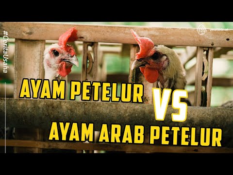 , title : 'Prospek Ayam Arab Petelur, Perawatan Lebih Mudah Jual Telurnya Bijian'