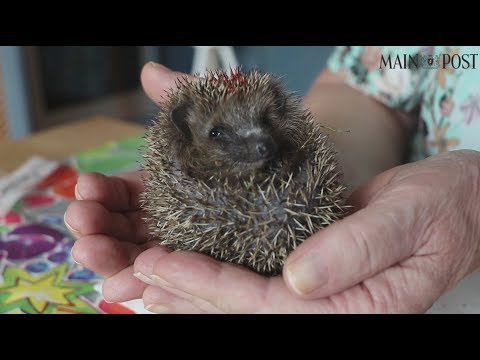 Igelstation Gerbrunn: Hilfe für die kleinen Tierchen