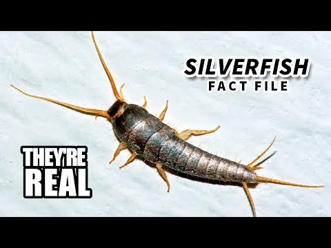 Silverfish - Animal Fact Files thumbnail