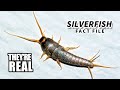 Silverfish Facts: Minecraft Hostiles | Animal Fact Files