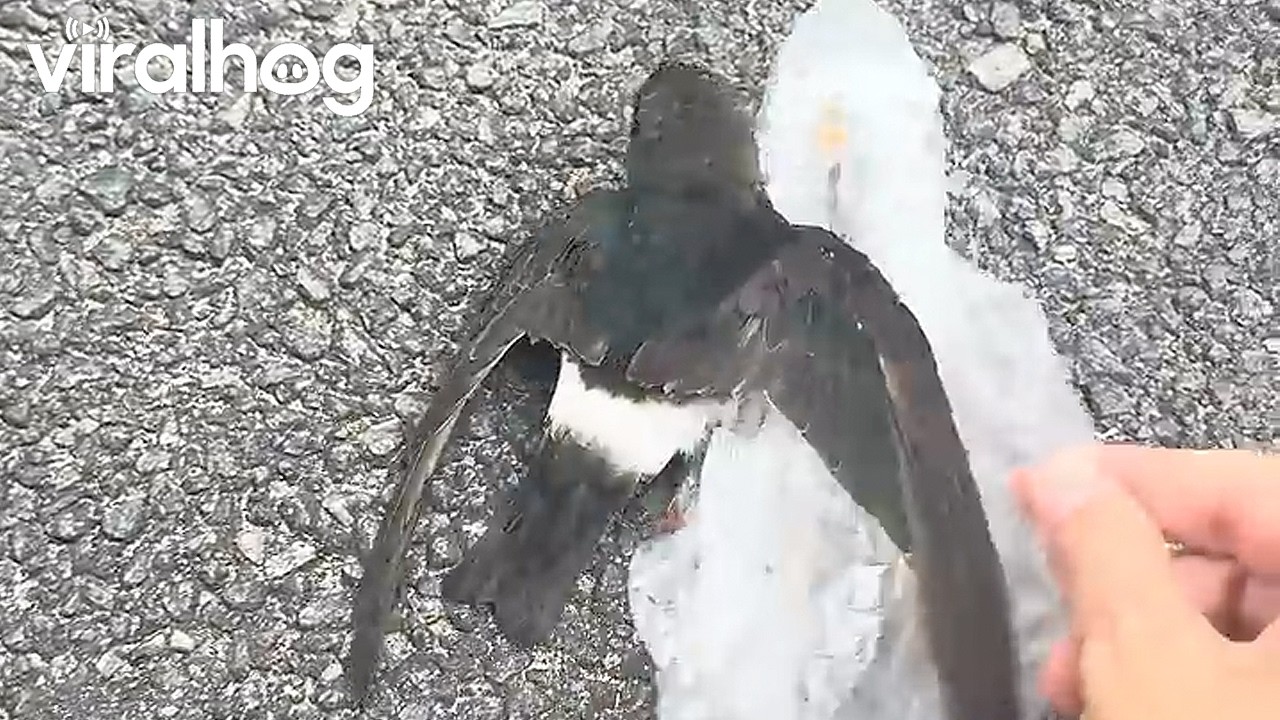 Saving a Bird From the Plastic Trap || ViralHog