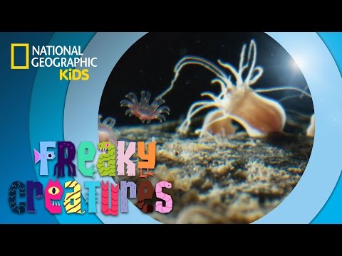 Tiny Jellyfish Become Giants | Freaky Creatures
