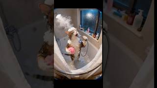 Download lagu LUlu LA LA  LA!!!😼Amazing Kitten! 🔥 #cat #funny #shorts #cute  #sora mp3