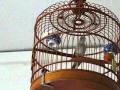 Grey Finch Singing AVI