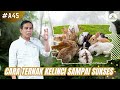 Easy Ways To Raise Rabbits Successfully
