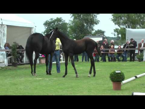 Sudweyher Fohlenschau 2013 - Kat.-Nr. 02