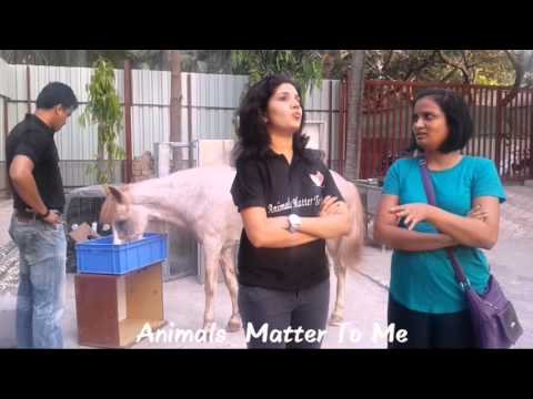 download lagu mp3 mp4 Animals Matter To Me, download lagu Animals Matter To Me gratis, unduh video klip Animals Matter To Me