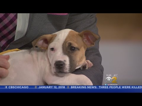 PAWS Pet Of The Week: Lakesha