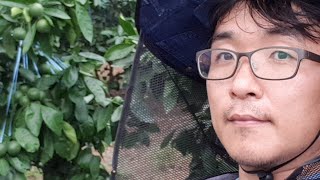 비가림감귤 하례조생 단수 36일째 감귤 수분스트레스로 당도 올리기