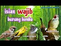 MASTERAN TEMBAKAN KASAR GEREJA TARUNG KENARI CUCAK JENGGOT CILILIN KAPAS TEMBAK