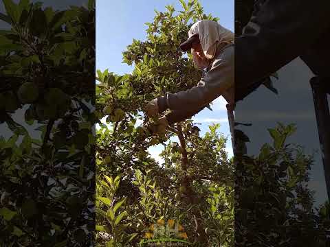 Raleando🍎 en Plataforma #fruticultura #chichinales #rionegro #patagonia #argentina