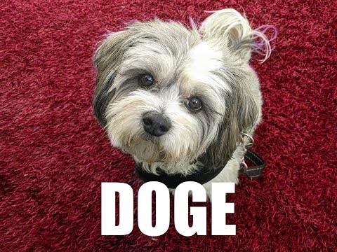 Doge (BTS Dope / 쩔어 Parody / Cover)